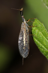 Ornatoraphidia flavilabris