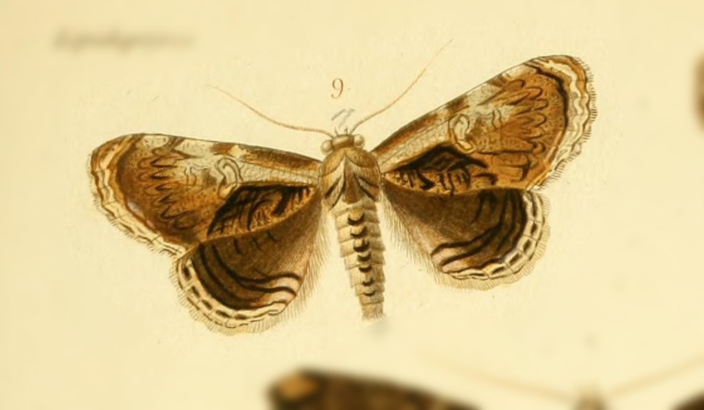 Lepidodes limbulata