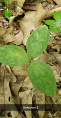 Trillium recurvatum