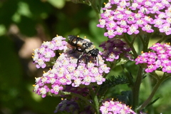 Triepeolus concavus