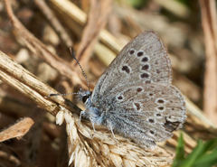 Icaricia icarioides parapheres