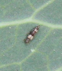 Caliothrips
