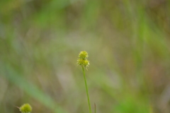 Juncus brachycarpus