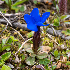 Gentiana verna