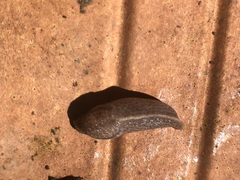 Tandonia kusceri