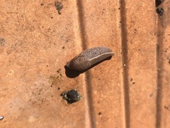 Tandonia kusceri