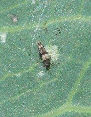 Caliothrips