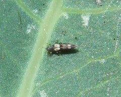 Caliothrips