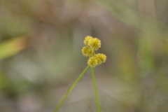 Juncus brachycarpus