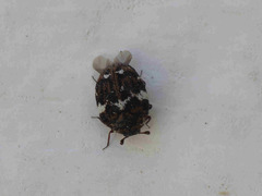 Anthrenus angustefasciatus