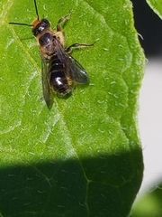 Chelostoma rapunculi