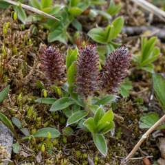 Salix alpina