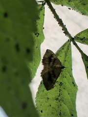 Camptogramma bilineata