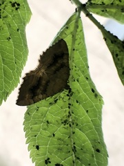 Camptogramma bilineata