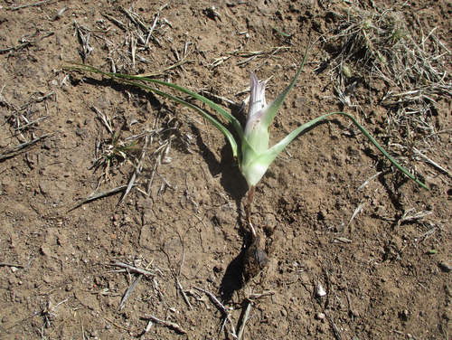 Colchicum melanthioides image