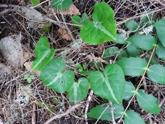 Asarum marmoratum