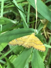 Camptogramma bilineata