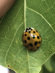 Harmonia axyridis