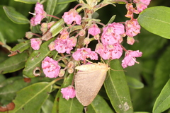 Macaria argillacearia