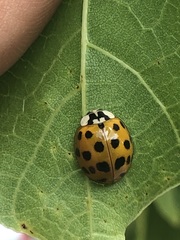 Harmonia axyridis