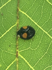 Harmonia axyridis
