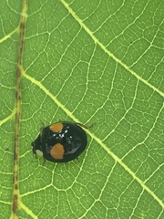 Harmonia axyridis
