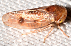 Oncopsis cinctifrons