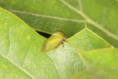 Stictocephala lutea