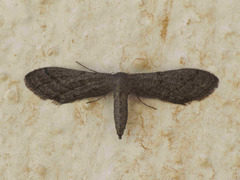 Idaea carvalhoi