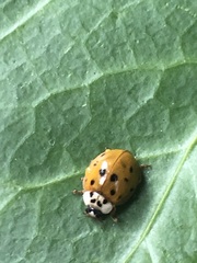 Harmonia axyridis