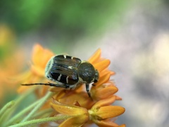 Trichiotinus affinis