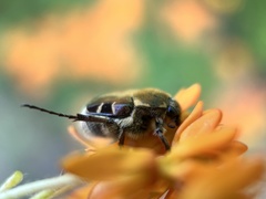 Trichiotinus affinis