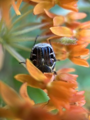 Trichiotinus affinis