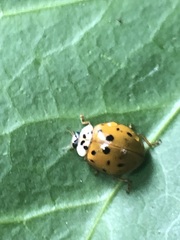 Harmonia axyridis