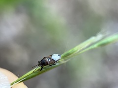 Phlegyas abbreviatus