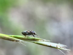 Phlegyas abbreviatus