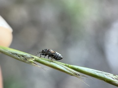 Phlegyas abbreviatus