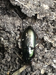 Coleoptera