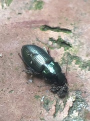 Coleoptera