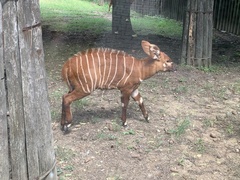 Tragelaphus