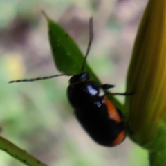 Cryptocephalus moraei