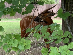 Tragelaphus