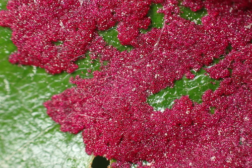 Acalitus longisetosus