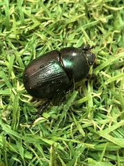 Coleoptera