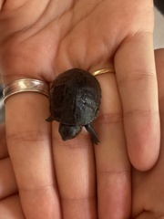 Kinosterninae