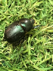 Coleoptera