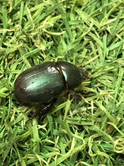 Coleoptera