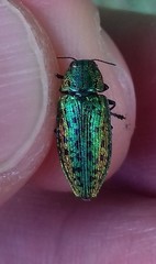 Lamprodila mirifica