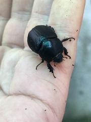 Coleoptera