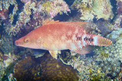 Oxycheilinus celebicus